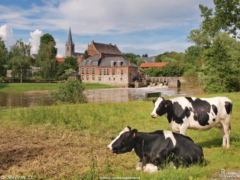 Les vaches au moulin